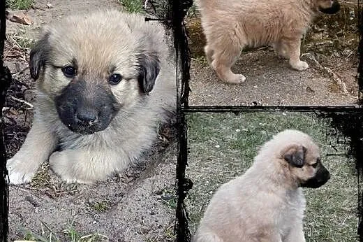 BEZA- kochany szczeniak do adopcji,  łódzkie Łódź