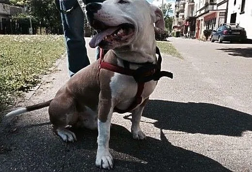 Amstaff AKO szuka domku , pomorskie Gdańsk