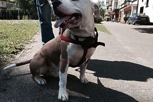 Amstaff AKO szuka domku ,  pomorskie Gdańsk