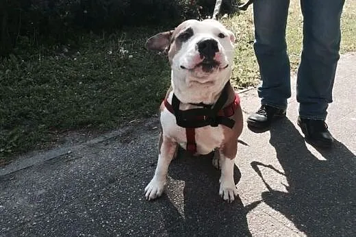 Amstaff AKO szuka domku ,  pomorskie Gdańsk