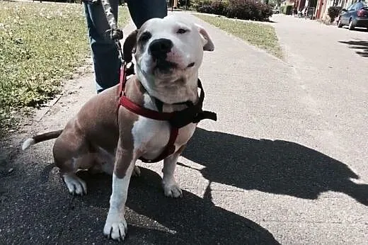 Amstaff AKO szuka domku ,  pomorskie Gdańsk