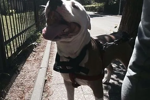 Amstaff AKO szuka domku ,  pomorskie Gdańsk