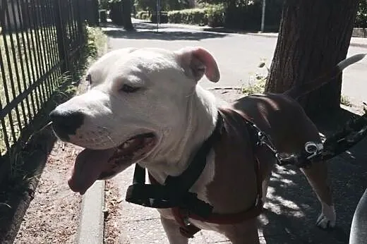 Amstaff AKO szuka domku ,  pomorskie Gdańsk