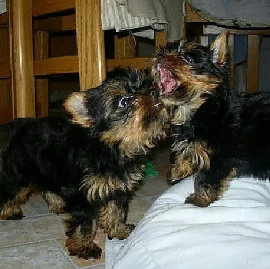 Härliga yokie terrier-valpar till salu, kontakta oss med ditt nummer