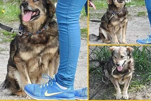 NIKO - kochany, przyjacielski psiak, czy dostanie 