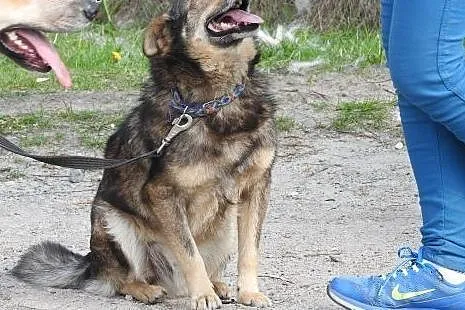 NIKO - kochany, przyjacielski psiak, czy dostanie 