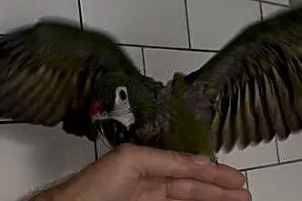 Ara Marakana ręcznie karmione oswojone, Wielkopolskie, Gorzyce Wielkie