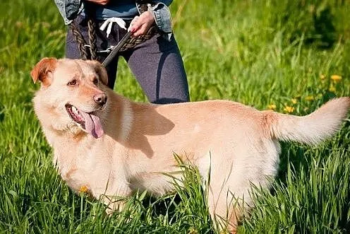 Brylant - cudowny pies dla odpowiedzialnego właści