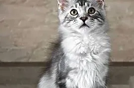 Maine Coon kotka rodowód fpl