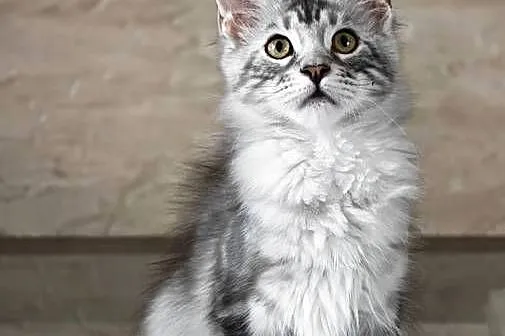 Maine Coon kotka rodowód fpl