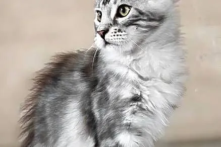 Maine Coon kotka rodowód fpl, Małopolskie, Olkusz