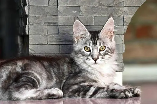 Maine Coon kotka rodowód fpl, Małopolskie, Olkusz
