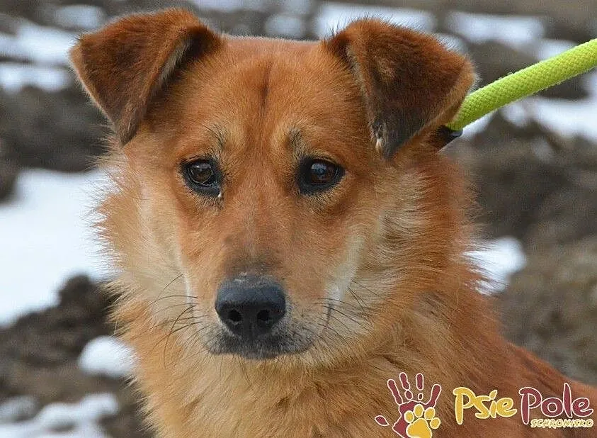 DOLINO-uroczy, spokojny rudasek szuka troskliwego domu, adopcja, Małopolskie, Kraków