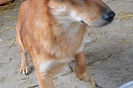 DOLINO-uroczy, spokojny rudasek szuka troskliwego domu, adopcja, Małopolskie, Kraków
