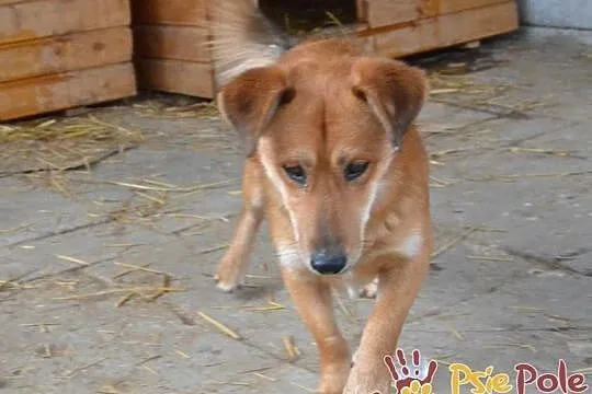 DOLINO-uroczy, spokojny rudasek szuka troskliwego domu, adopcja, Małopolskie, Kraków