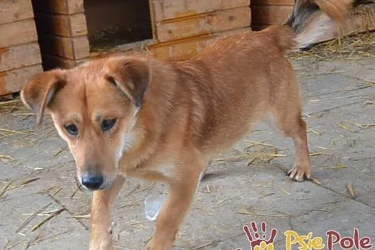 DOLINO-uroczy, spokojny rudasek szuka troskliwego domu, adopcja, Małopolskie, Kraków