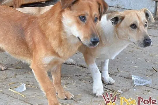 DOLINO-uroczy, spokojny rudasek szuka troskliwego domu, adopcja, Małopolskie, Kraków