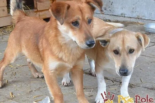 DOLINO-uroczy, spokojny rudasek szuka troskliwego domu, adopcja, Małopolskie, Kraków