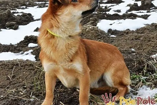 DOLINO-uroczy, spokojny rudasek szuka troskliwego domu, adopcja, Małopolskie, Kraków