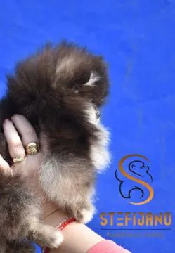 Pomeranian BOO Piękne zarejestrowane szczenięta na sprzedaż, , Warszawa