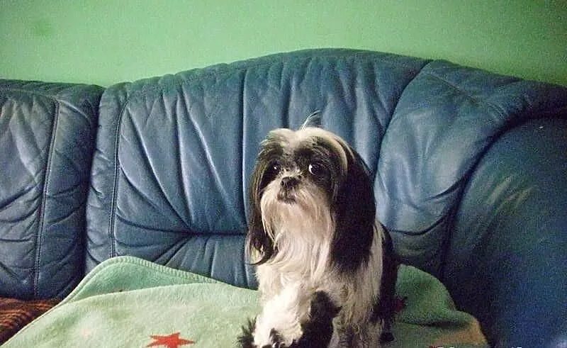 Shih-Tzu Tricolor