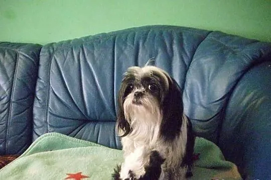 Shih-Tzu Tricolor