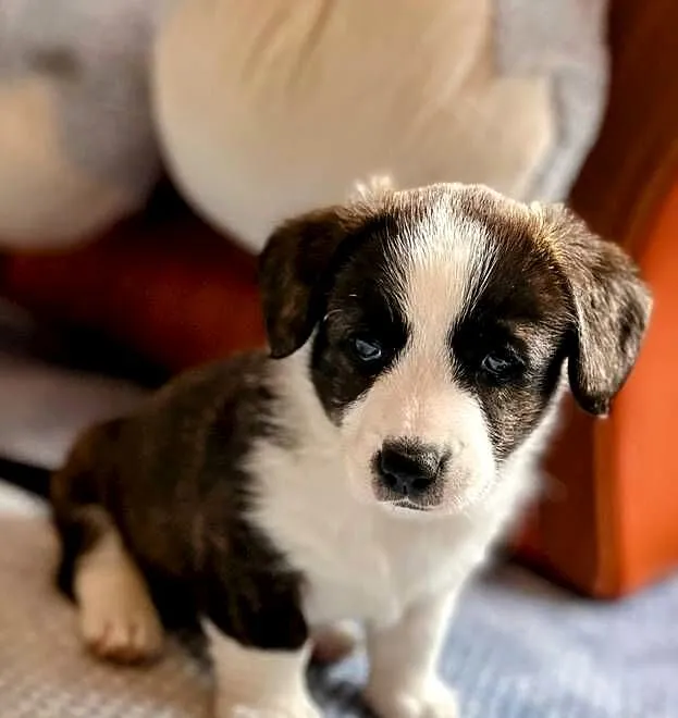 Welsh Corgi Cardigan ZKwP FCI, Podkarpackie, Nisko