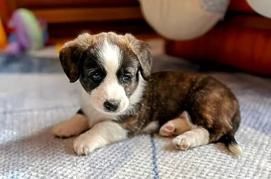 Welsh Corgi Cardigan ZKwP FCI, Podkarpackie, Nisko