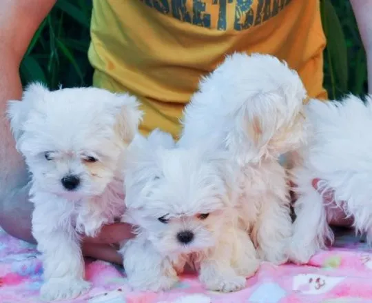 Urocze białe maltańczyki do adopcji e-mail: {{biancalaura905@gmail.com}}