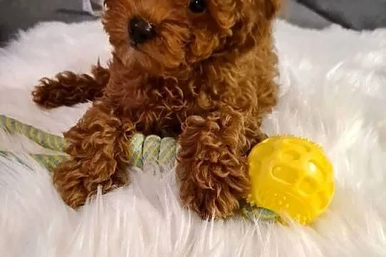 Piesek Pudel Toy do odbioru, Świętokrzyskie, Ostrowiec Świętokrzyski