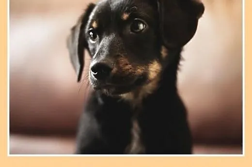 3mies. szczeniak,piesek średni,szczepiony BIGLINEK.Adopcja,  dolnośląskie Wrocław