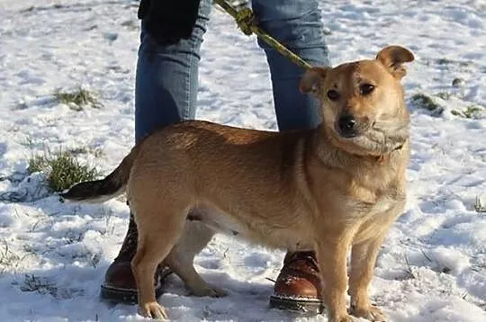 Greta szuka domu.