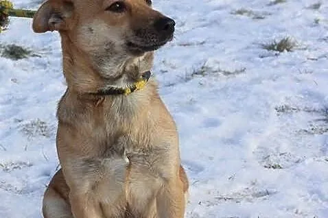 Greta szuka domu.