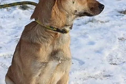Greta szuka domu.