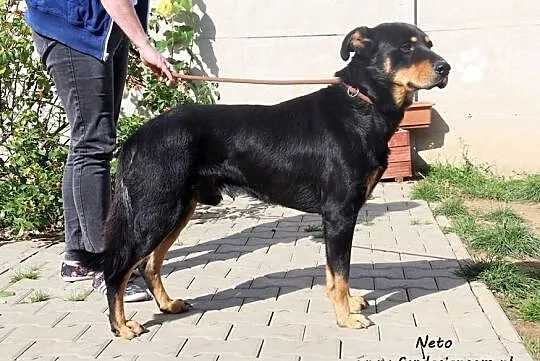 Neto - sympatyczny i przyjacielski pies, Nowy Dwór Mazowiecki