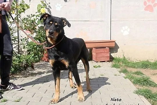 Neto - sympatyczny i przyjacielski pies, Nowy Dwór Mazowiecki