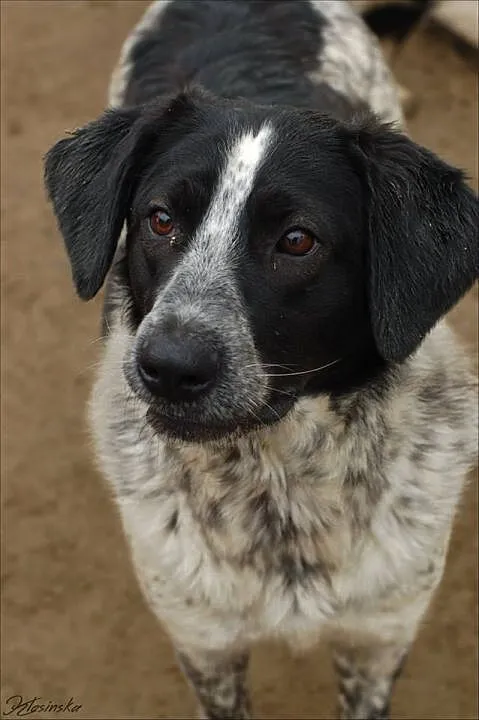 Rózia - nieśmiały szczeniak w kropki ADOPCJA