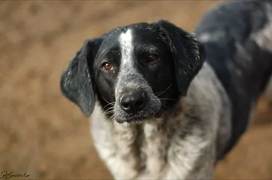 Rózia - nieśmiały szczeniak w kropki ADOPCJA