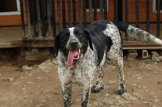 Rózia - nieśmiały szczeniak w kropki ADOPCJA