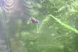 Guppi