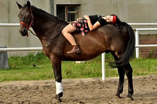 Współdzierżawa wspaniałego wałaszka ., , Rosanów