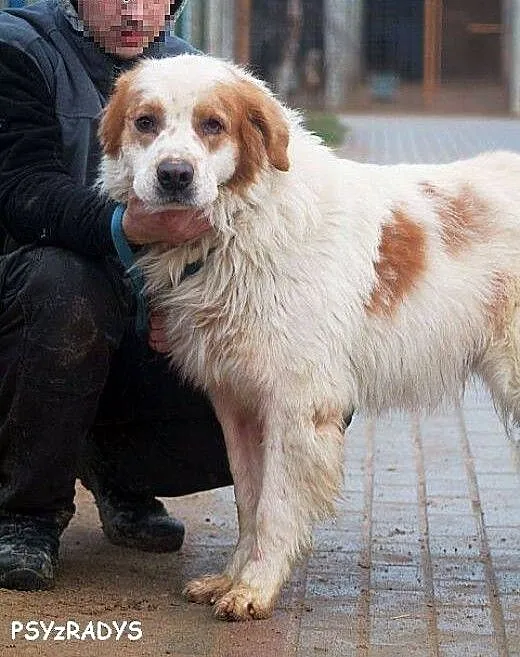 KOLUMB piękny, zagubiony mix bernardyn TYLKO do DO