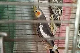 Papugi ninfy