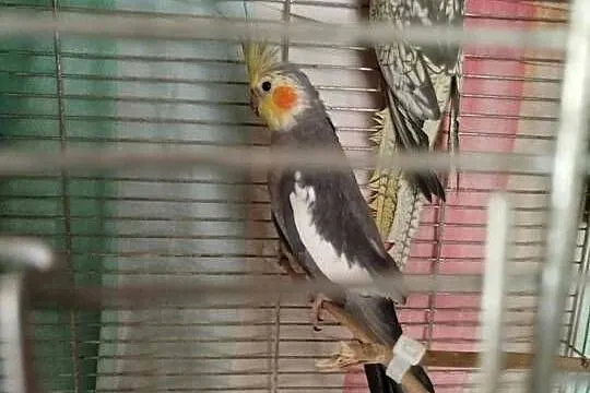 Papugi ninfy
