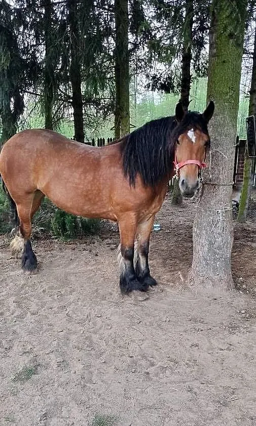 Sprzeda klacz zimnokrwistą, Mazowieckie, Lipsko