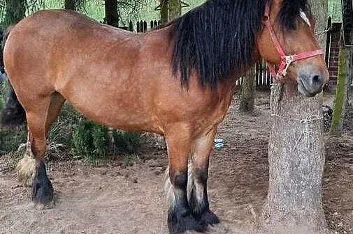Sprzeda klacz zimnokrwistą, Mazowieckie, Lipsko