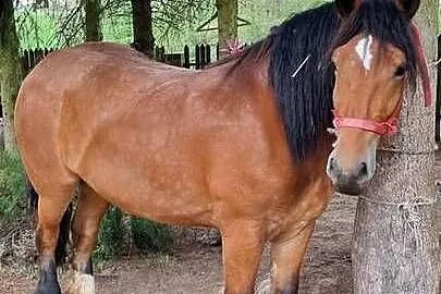 Sprzeda klacz zimnokrwistą, Mazowieckie, Lipsko