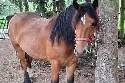 Sprzeda klacz zimnokrwistą, Mazowieckie, Lipsko