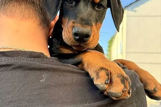 Twój przyszły Doberman zaczyna się tutaj.