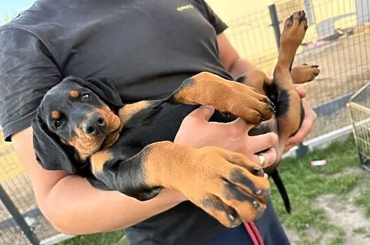 Twój przyszły Doberman zaczyna się tutaj., Dolnośląskie, Wrocław